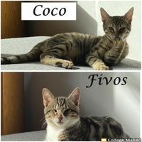 Coco und Fivos