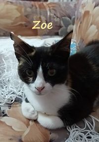 Zoe_name