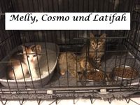 Melly, Cosmo und Latifah