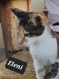Eleni