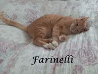 Farinelli3