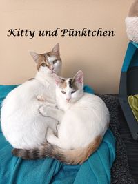 Kitty+P&uuml;nktchen 1NEU