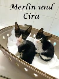 Merlin und Cira