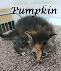 Pumpkin_1