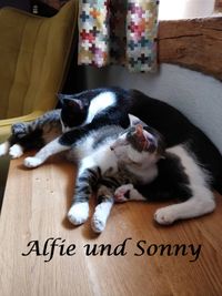 Alfie und Sonny1