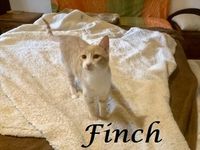 Finch_1