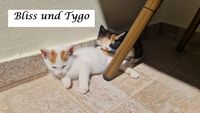 Bliss und Tygo